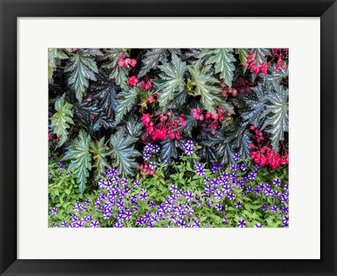 Framed Indoor Garden With A Variety Of Spring Blooming Flowers Print