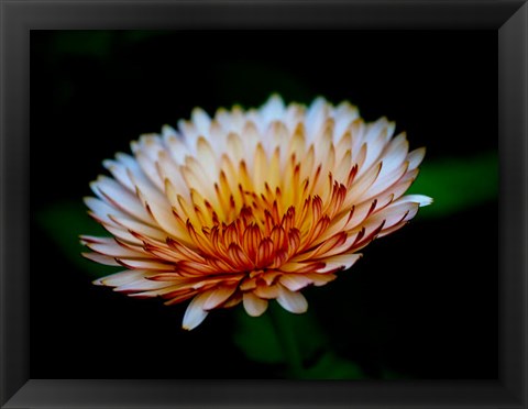 Framed Close-Up Of A Flower Print