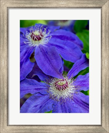 Framed Close-Up Of A Blue Clematis Print