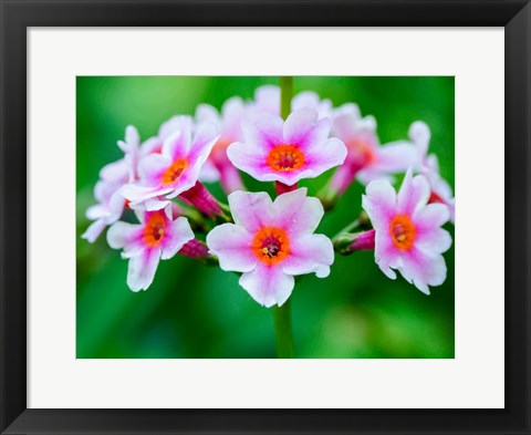 Framed Close-Up Of A Candelabra Primrose Print