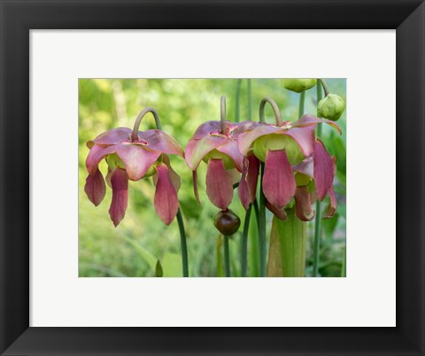 Framed Purple Flowers Of The Pitcher Plant, Sarracenia, A Carnivorous Plant Print