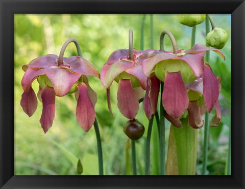 Framed Purple Flowers Of The Pitcher Plant, Sarracenia, A Carnivorous Plant Print