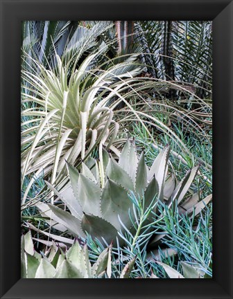 Framed Garden With An Assortment Of Bromeliad Plants And Textures Print