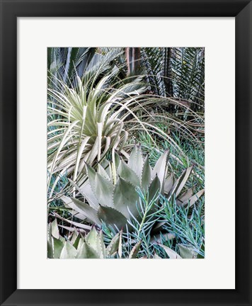 Framed Garden With An Assortment Of Bromeliad Plants And Textures Print