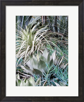 Framed Garden With An Assortment Of Bromeliad Plants And Textures Print