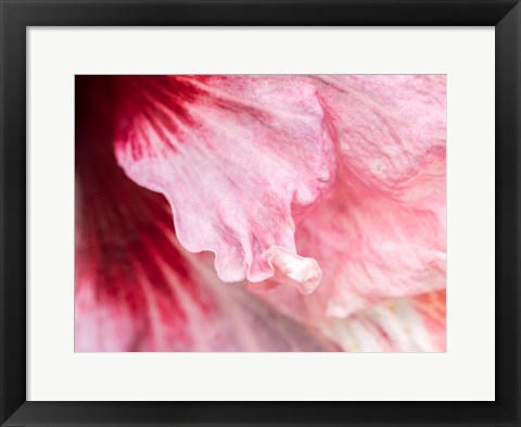 Framed Pennsylvania, Close-Up Of A Hibiscus Flower Print