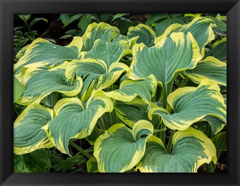 Framed Variegated Green And Yellow Hosta Print