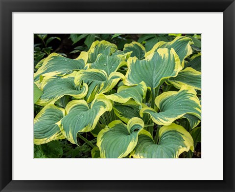 Framed Variegated Green And Yellow Hosta Print