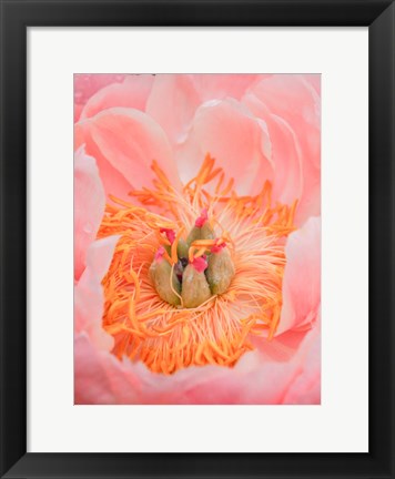 Framed Close-Up Of A Pink Peony Print