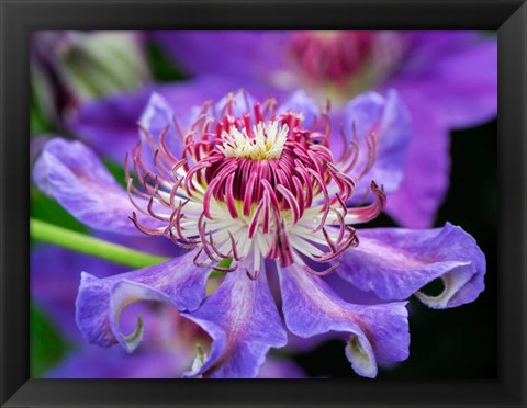 Framed Close-Up Of A Clematis Blossom Print