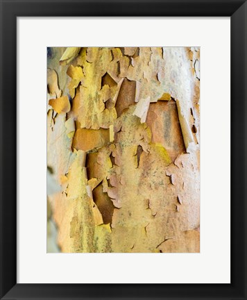 Framed Colorful Bark On A Tree In A Garden Print