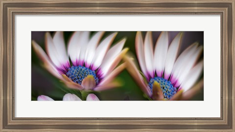 Framed Pair Print