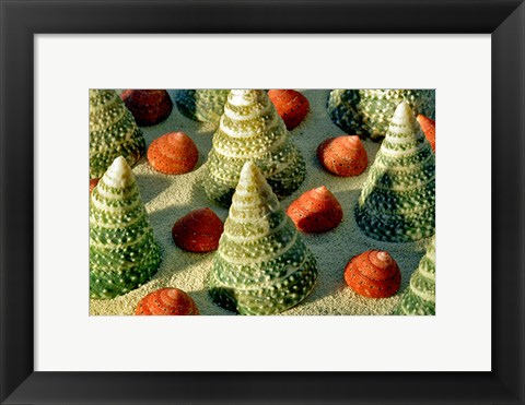 Framed Tree Shells Print