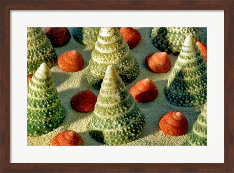 Framed Tree Shells Print