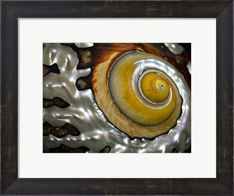 Framed Shell Spiral II Print