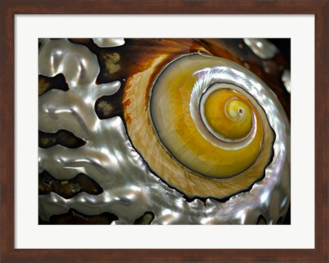 Framed Shell Spiral II Print