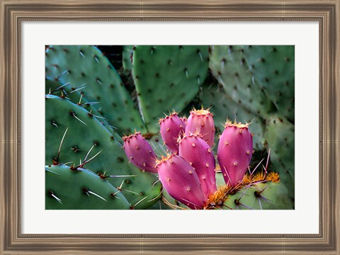 Framed Pink Cactus Print