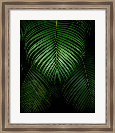 Framed Tropical IV Print