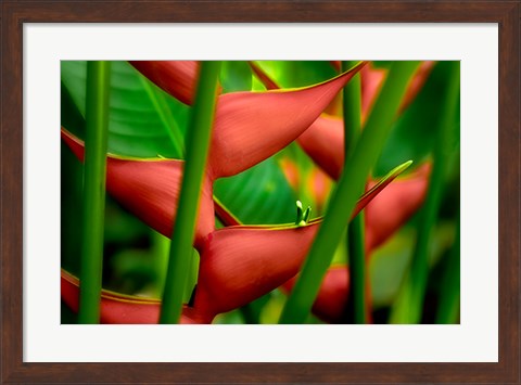 Framed Floral Details Print