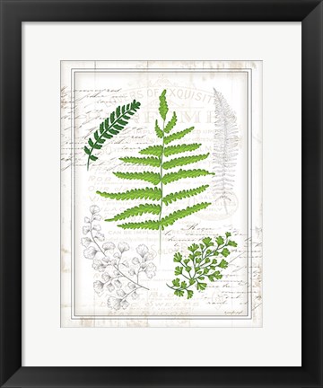 Framed Ferns I Print