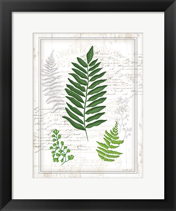 Framed Ferns II Print