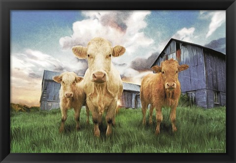 Framed Three Curious Calves Print