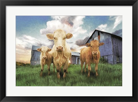 Framed Three Curious Calves Print