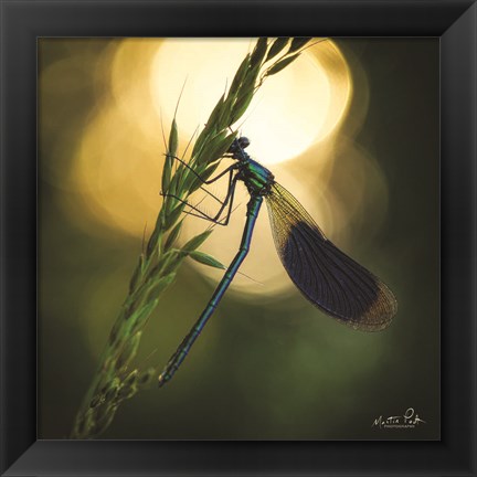 Framed Damselfly in Backlight Print