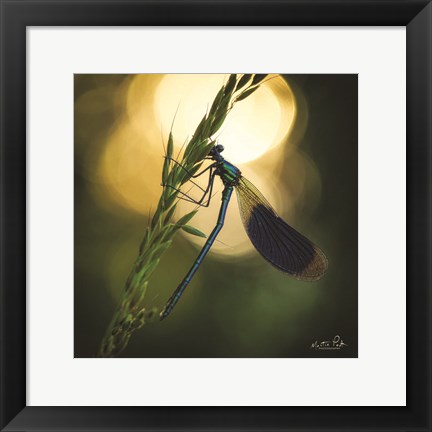 Framed Damselfly in Backlight Print