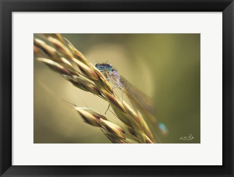 Framed Damselfly Print