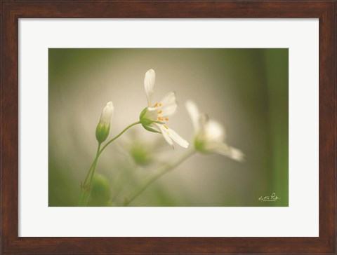 Framed Stellaria Print