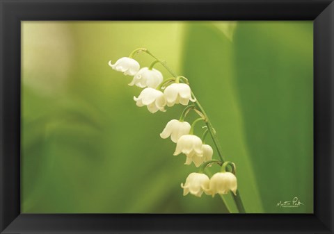 Framed Lily of the Valley Print