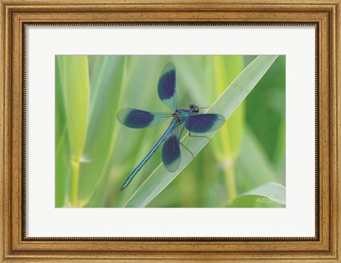 Framed Damselfly in Blue Print