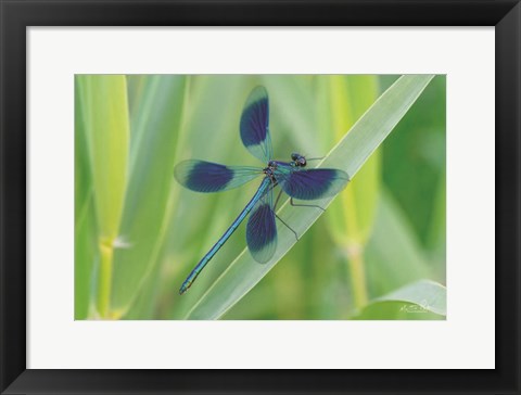 Framed Damselfly in Blue Print