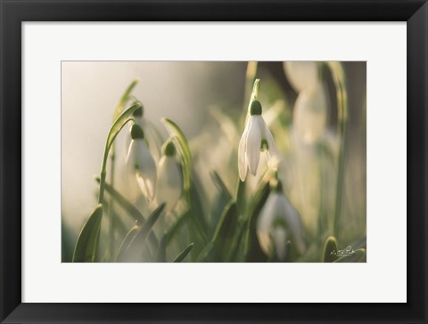 Framed Snowdrops Print