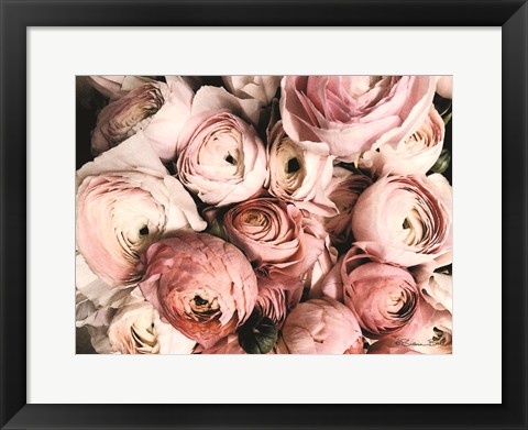 Framed Coral Ranunculus Print