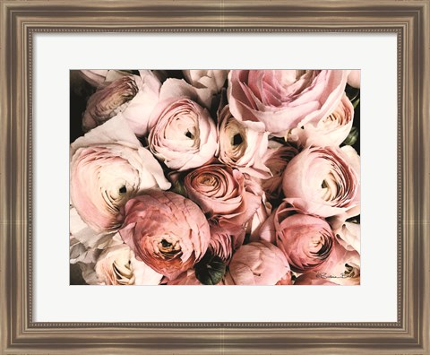 Framed Coral Ranunculus Print