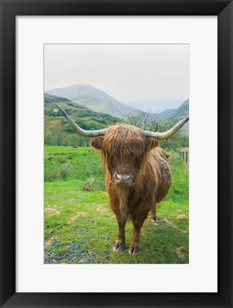 Framed Scottish Highland Cattle VI Print