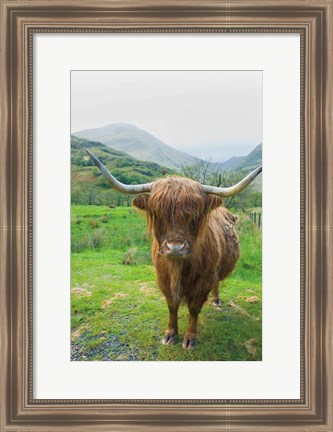 Framed Scottish Highland Cattle VI Print