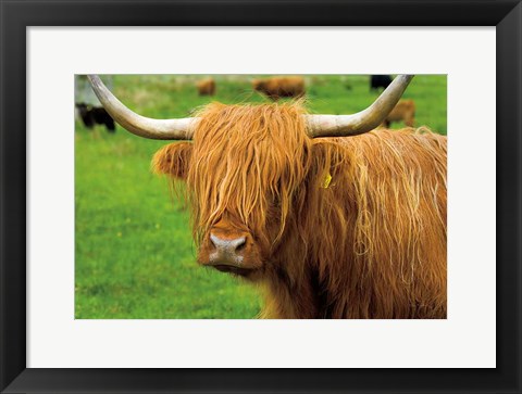 Framed Scottish Highland Cattle I Print