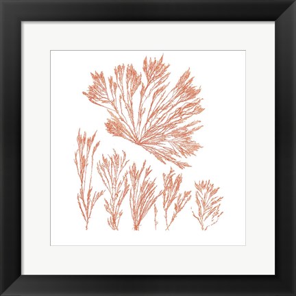 Framed Pacific Sea Mosses XXI Red Sq Print