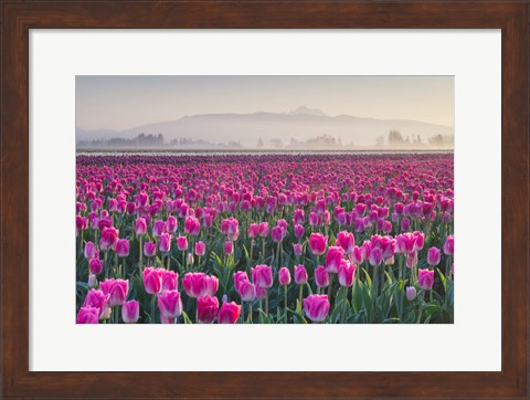 Framed Sunrise Over The Skagit Valley Tulip Fields, Washington State Print