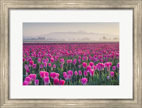 Framed Sunrise Over The Skagit Valley Tulip Fields, Washington State Print