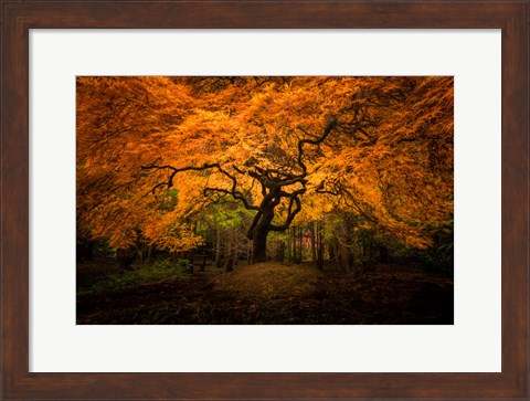 Framed Japanese Maple In Kubota Gardens Park Print