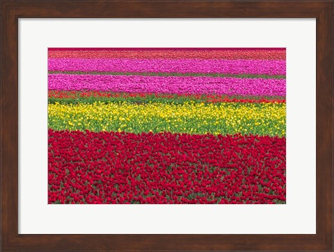 Framed Row Patterns Of Tulips Print