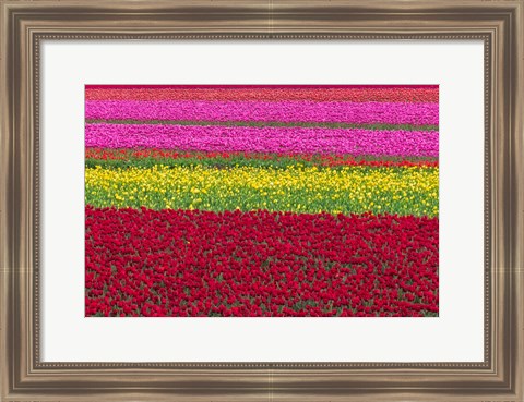 Framed Row Patterns Of Tulips Print