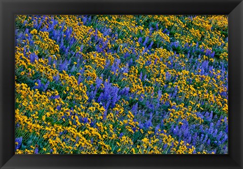 Framed Wildflowers Bloom On Hillside Print