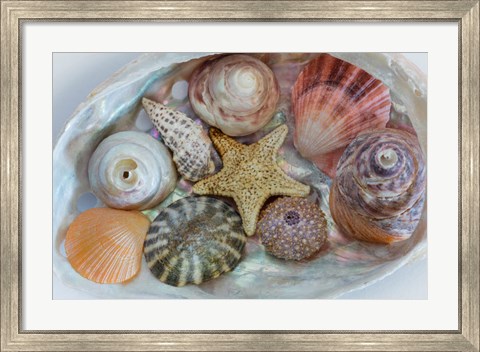 Framed Collection Of Pacific Northwest Seashells Print