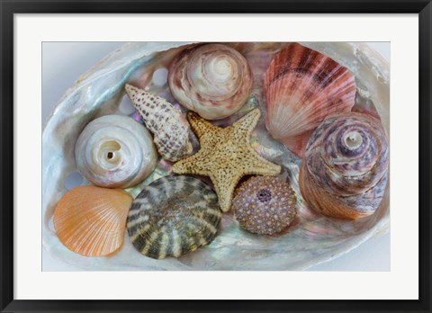 Framed Collection Of Pacific Northwest Seashells Print