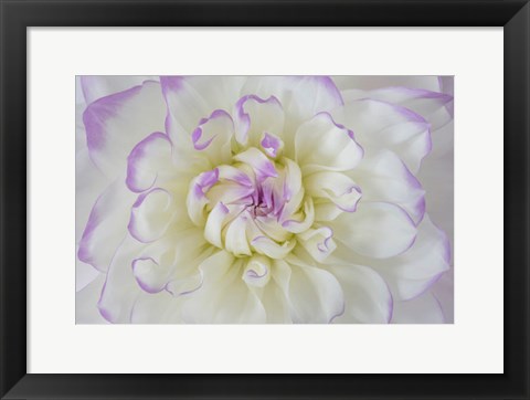 Framed Dahlia Blossom Close-Up Print